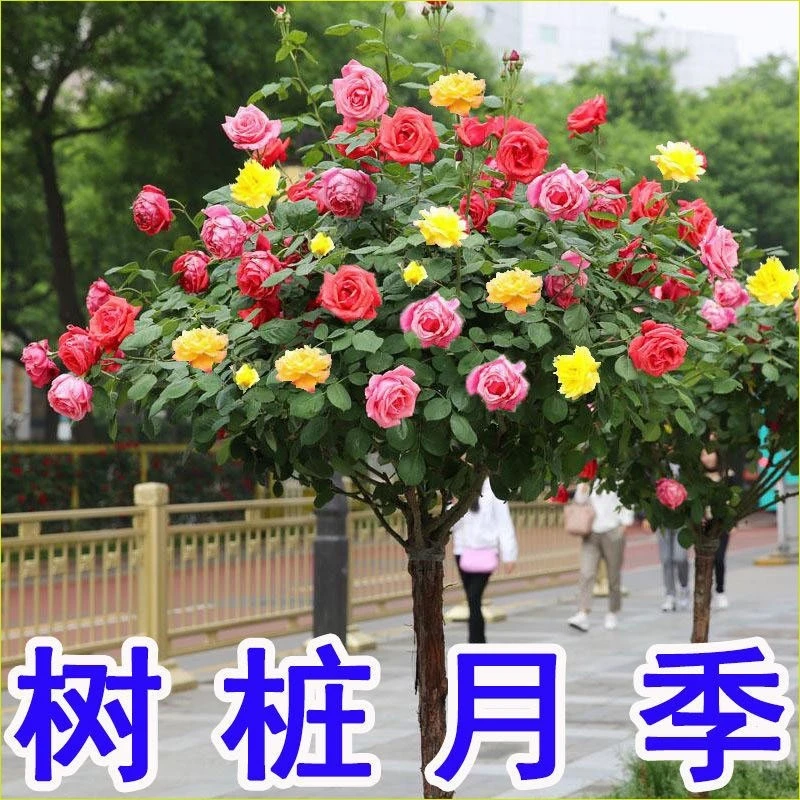 嫁接树桩月季花苗棒棒糖树状月季浓香玫瑰树庭院盆栽地栽四季开花