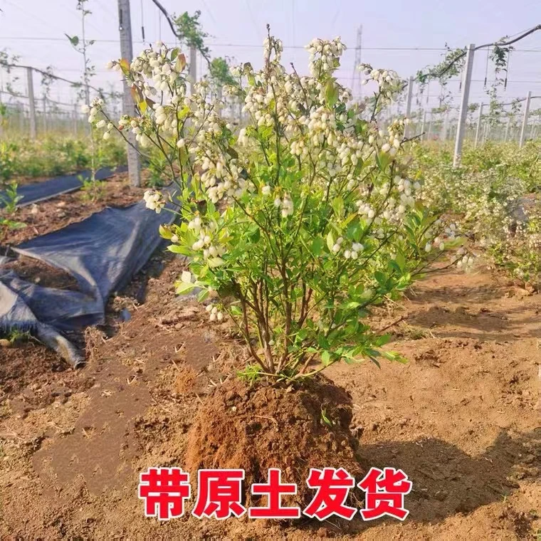 盆栽绿植【一物一拍茶花奥尼尔优瑞卡法新薄雾F6】简单好养