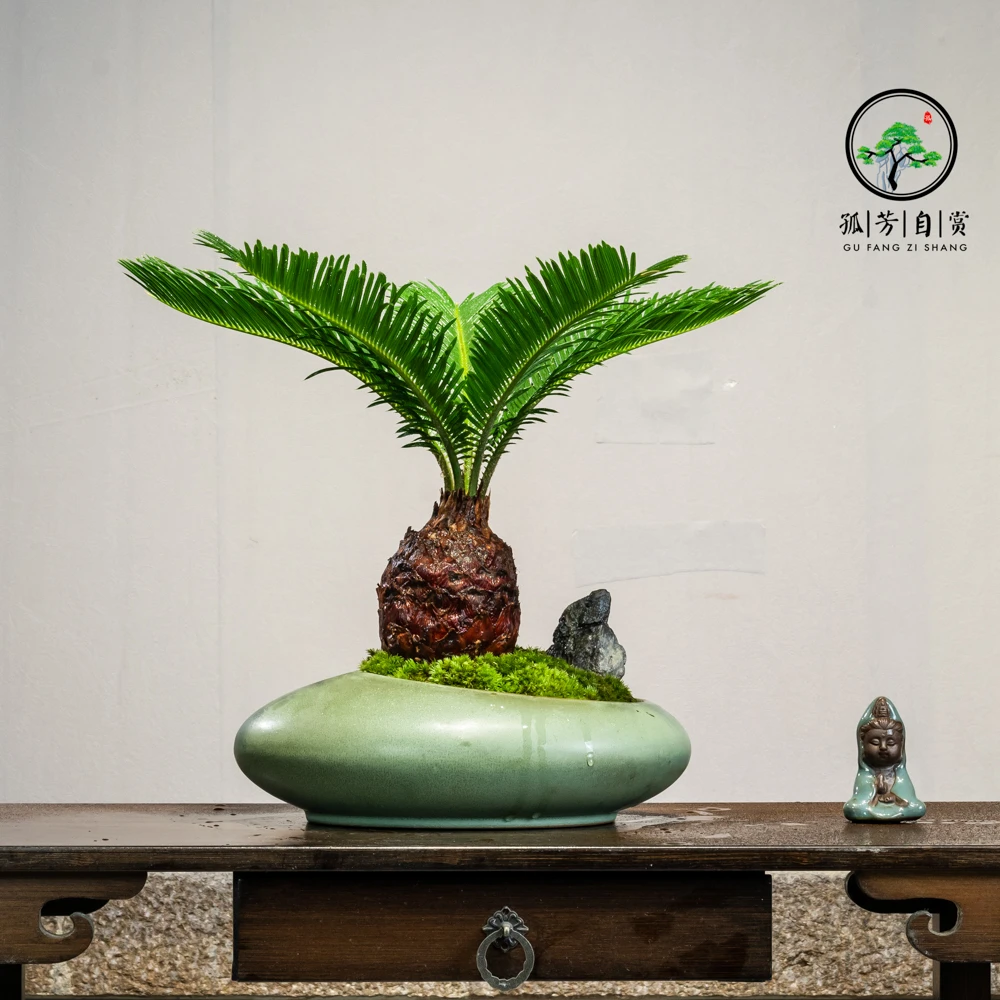 铁树室内高档老桩盆景盆栽客厅好养办公室庭院绿植大型四季常青