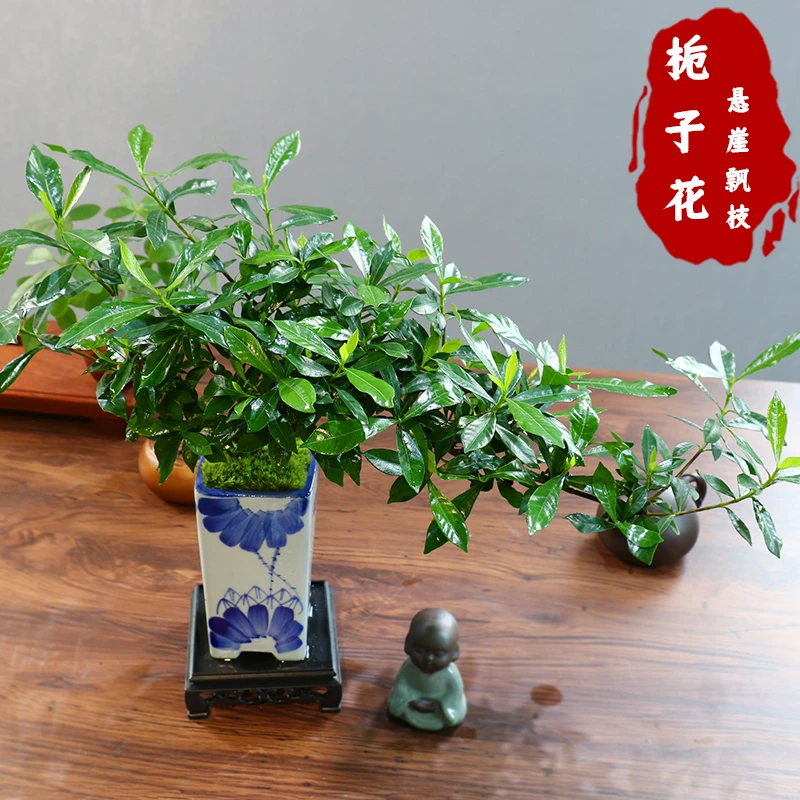 罗汉栀子花悬崖飘枝盆景室内浓香绿植花卉四季植物桌面盆景盆栽苗