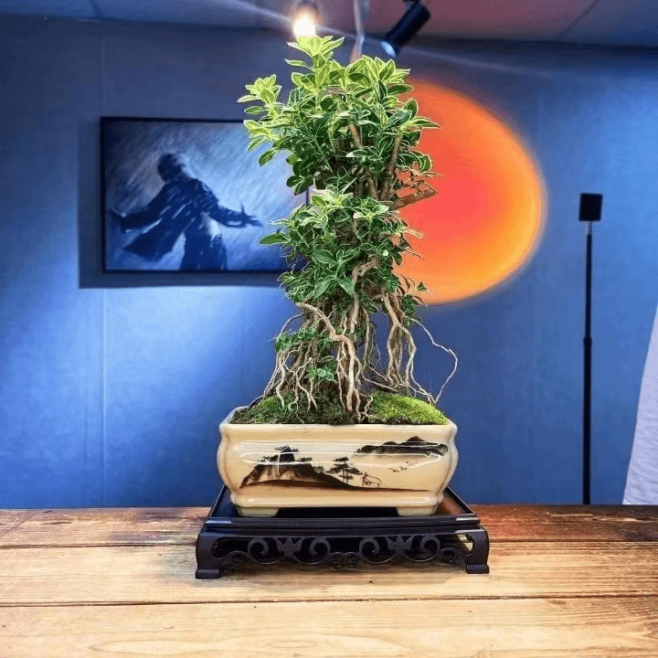 【老桩六月雪】提根六月雪盆栽绿植造型提根开花老桩禅意盆景桌面苗