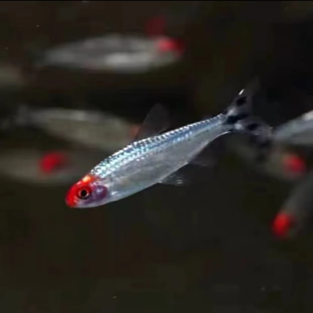 红鼻子剪刀鱼10条2cm+