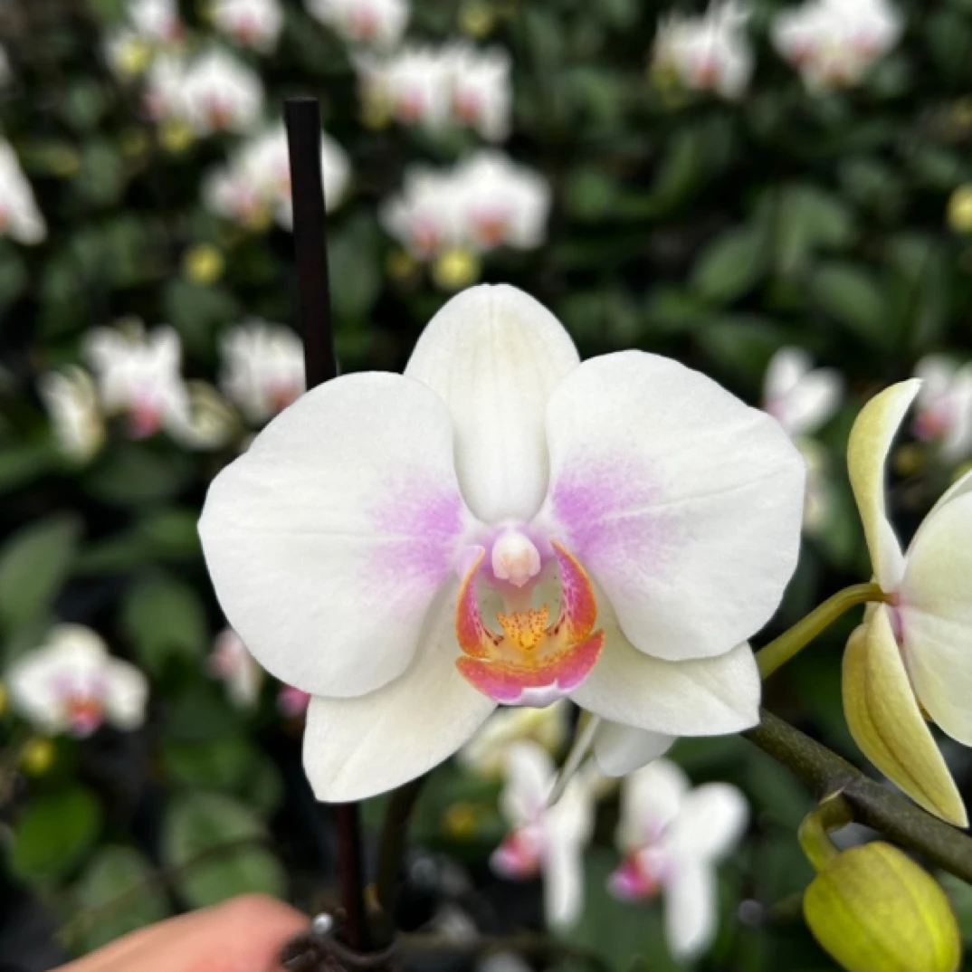 【悄然花开】蝴蝶兰玉兔 带花带花苞 单剑