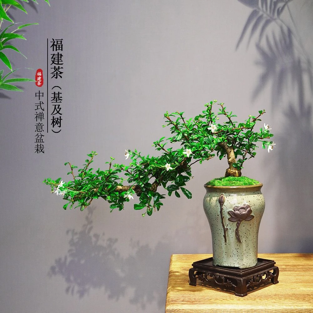 老桩攀枝花福建茶盆栽悬崖飘枝造型室内客厅茶桌摆件四季常青好养