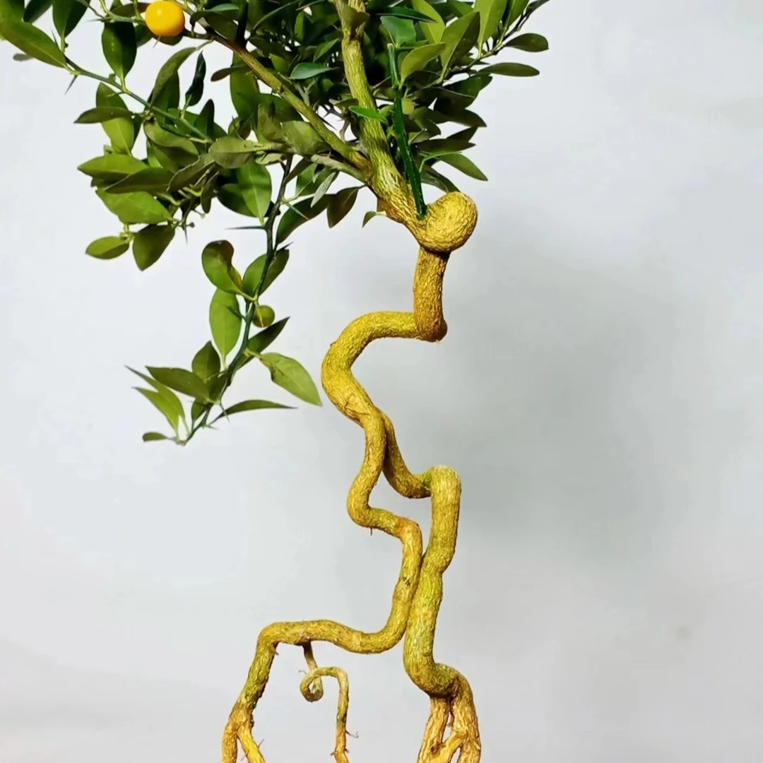 绿植小叶紫檀黑骨茶