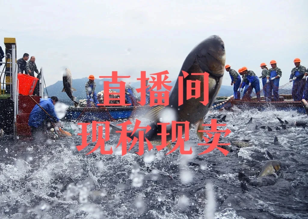 广东汕尾港海钓海鱼货现称现卖