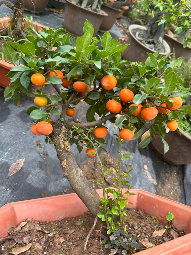 金弹子小品盆景桩