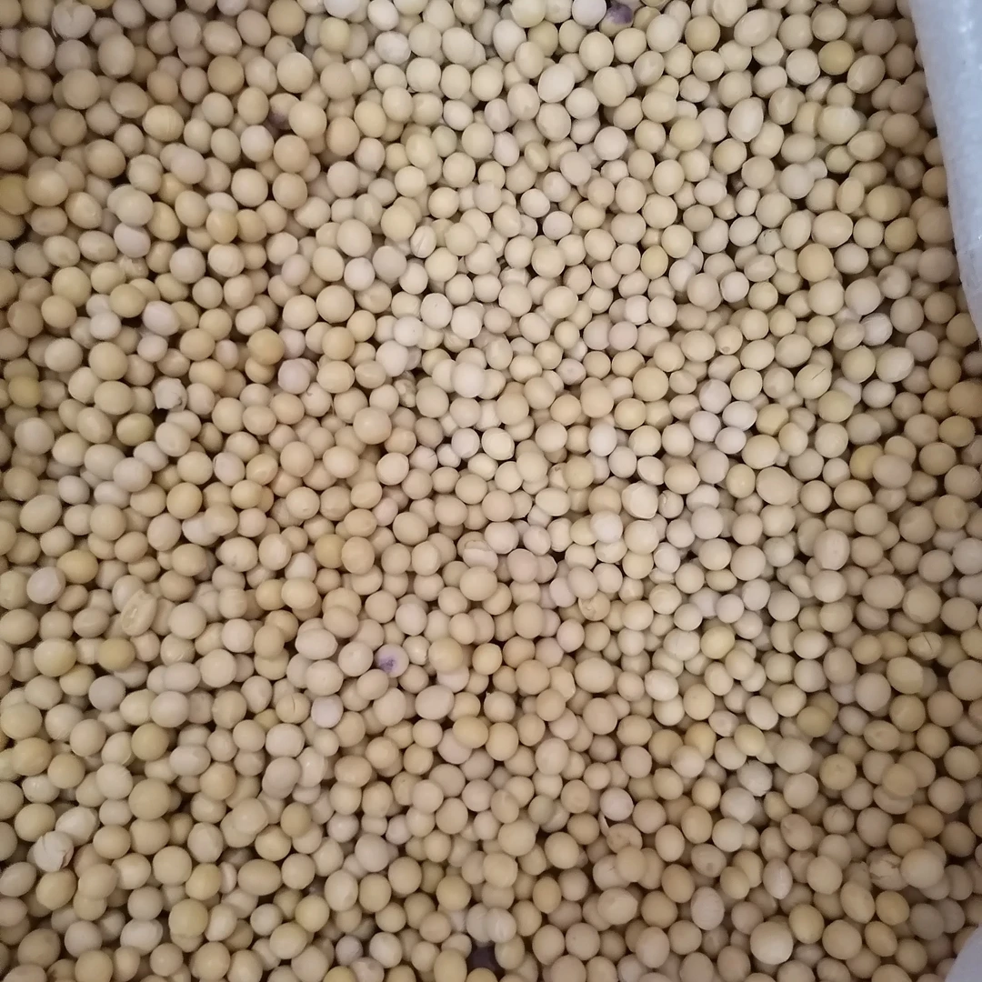 东北黄豆自家小园豆浆豆芽专用大豆五谷杂粮