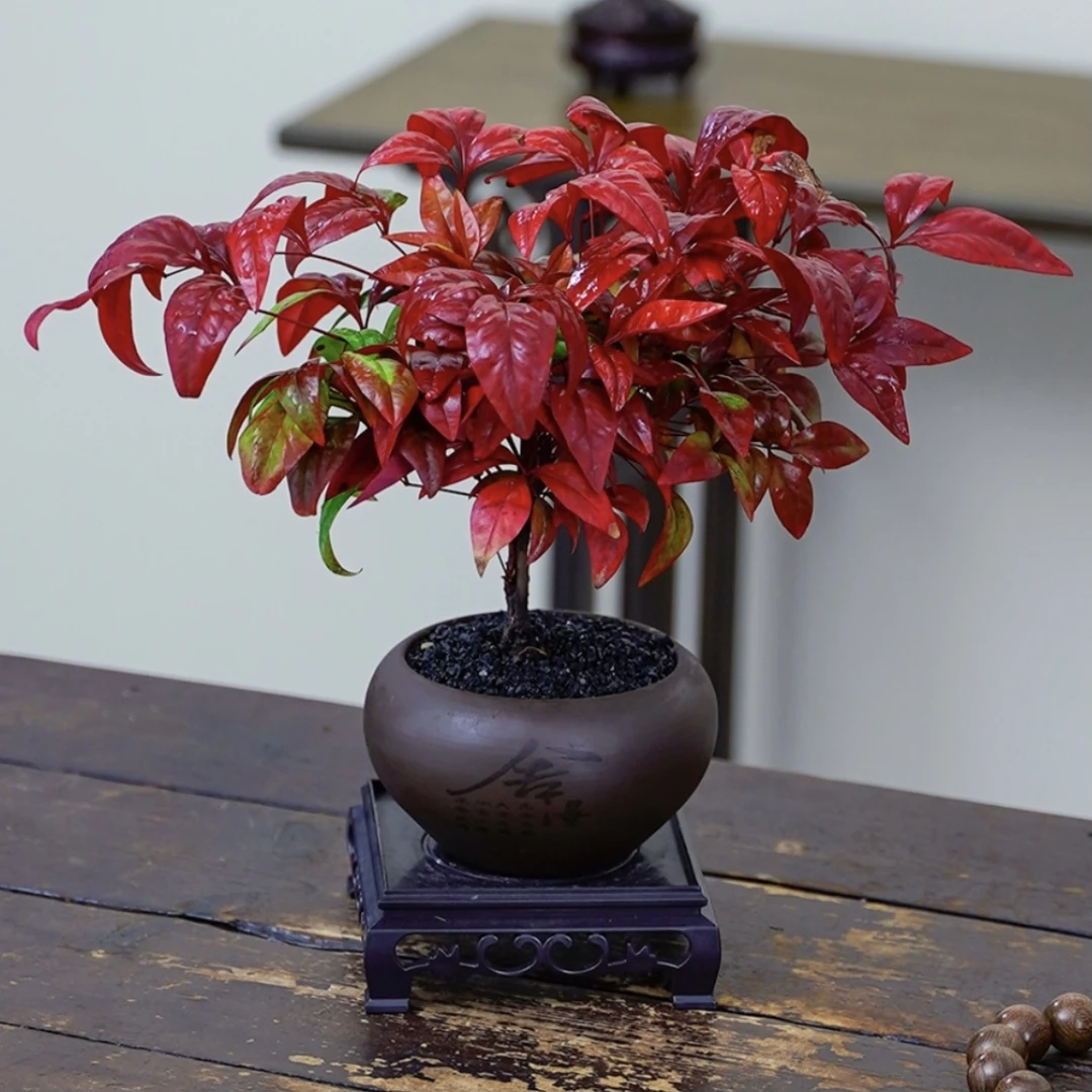 火焰南天竹盆栽观叶红火耐寒植物室内外客厅家居摆放好养活绿植物