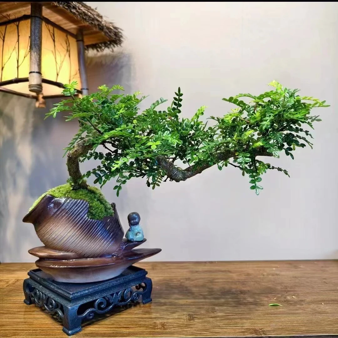 悬崖飘枝造型清香胡椒木盆景办公室中式书房茶几桌面绿植好养盆栽