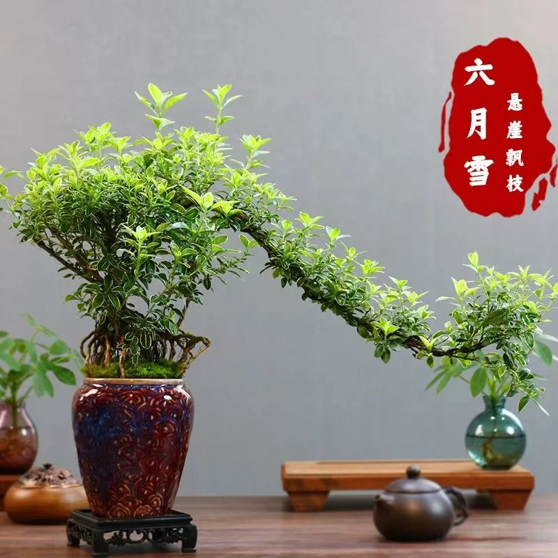 飘枝老桩六月雪盆景室内绿植桌面盆景组合盆栽