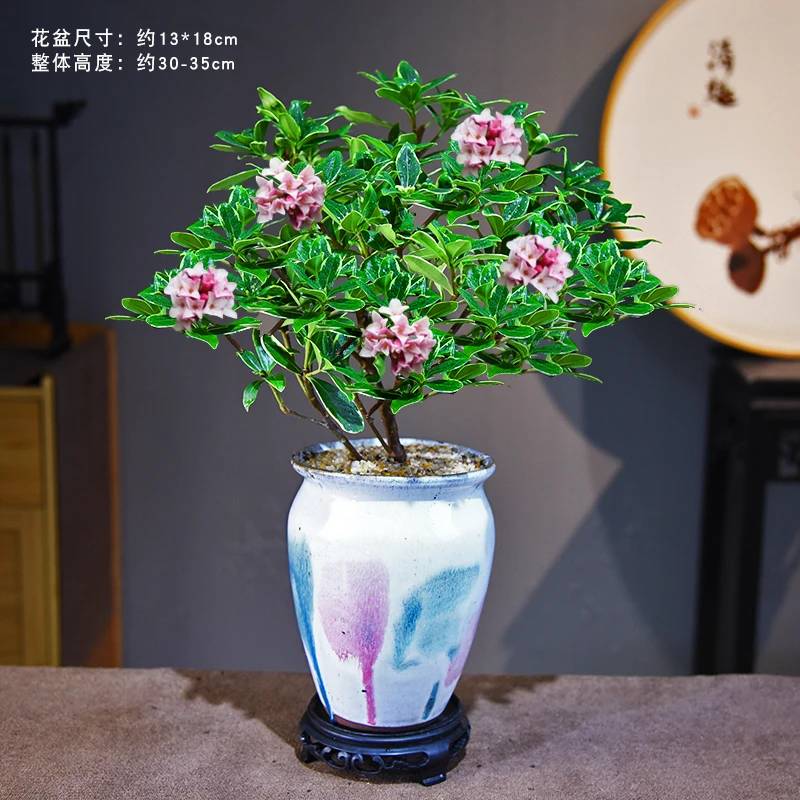 金边瑞香粉白室内外客厅书房办公桌面美观香味开花卉送礼绿植物