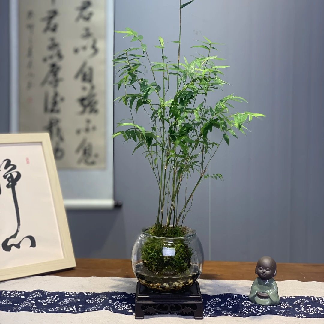 水培米竹苔藓球微景竹子古风禅意书房小巧桌面步步高升美观绿植