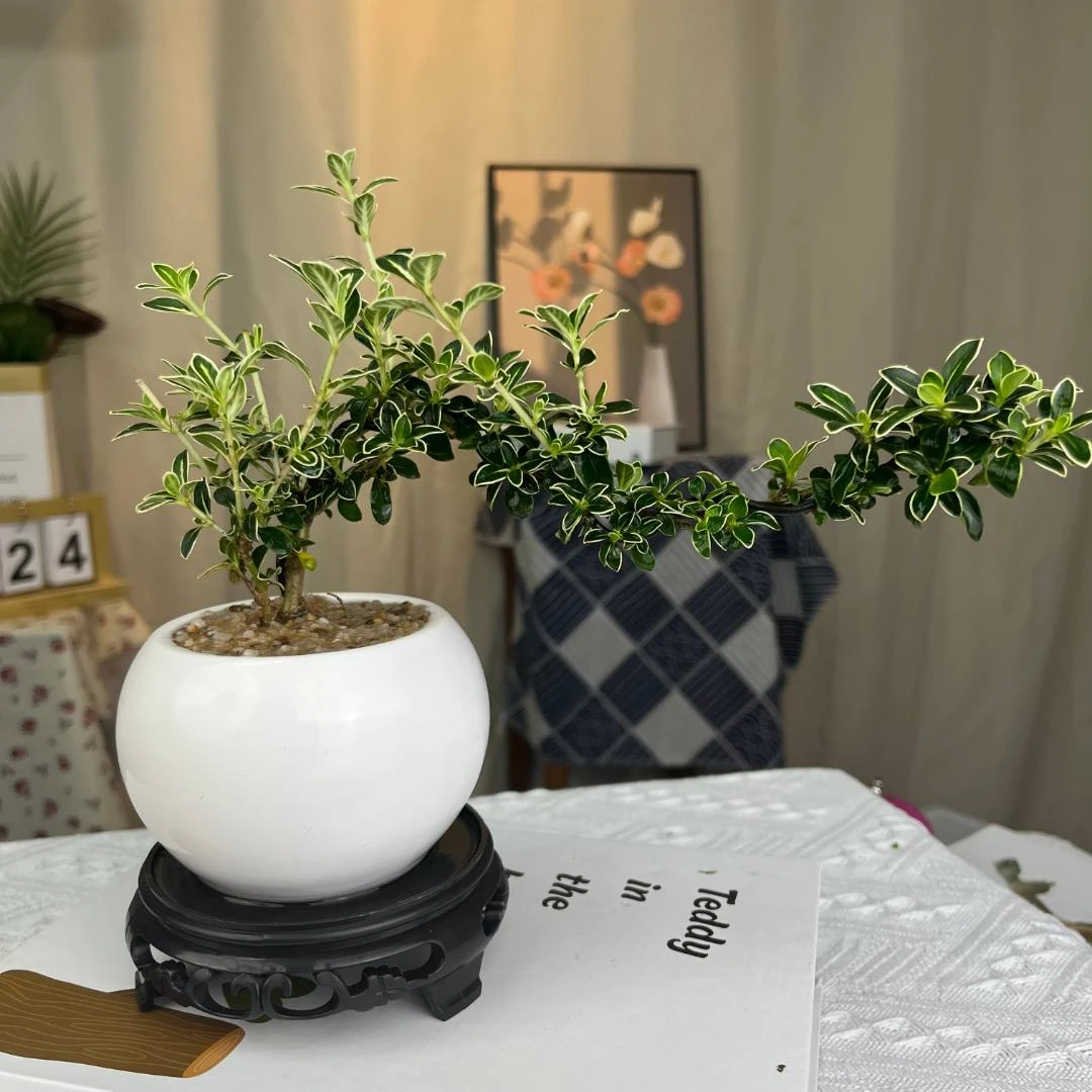 六月雪造型盆栽四季好养室内办公室绿植茶桌绿植摆件桌面盆景开花
