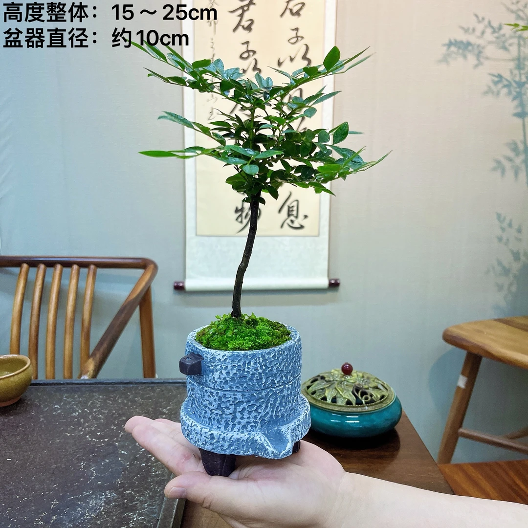 禅意小叶紫檀好养活四季常青室内茶室客厅办公桌面盆栽美观绿植物