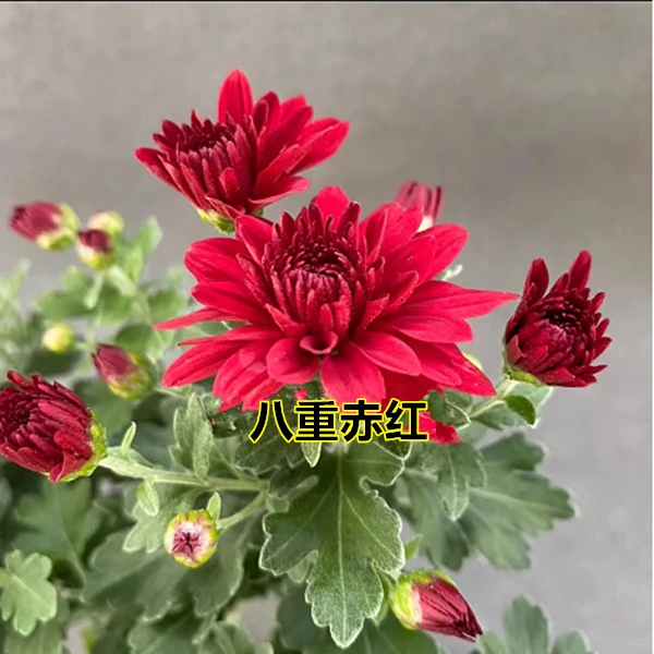 京都之华木本菊 进口品种 多年生盆景菊