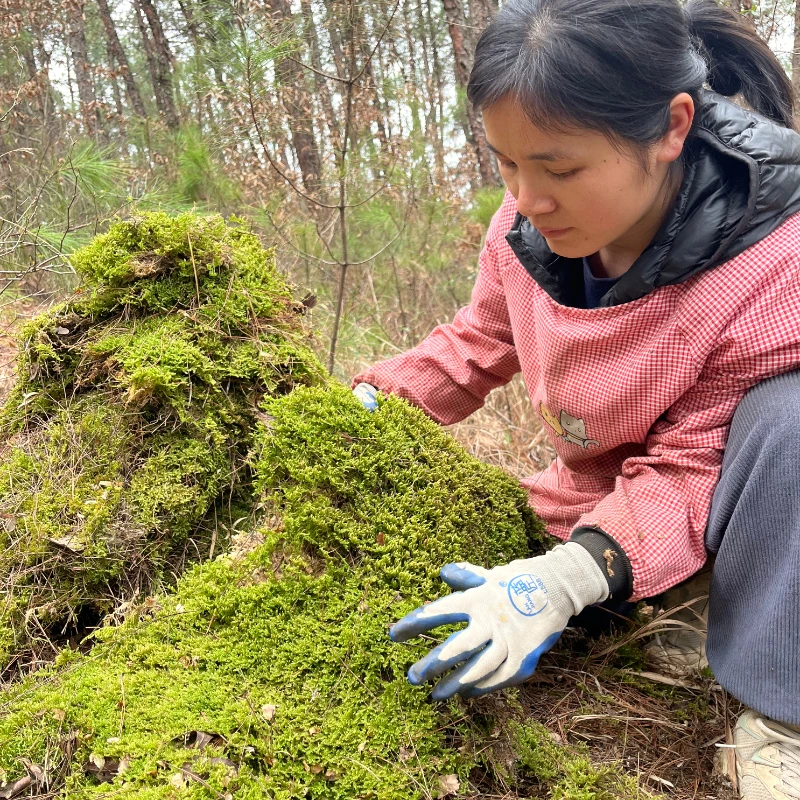 天然新鲜苔藓兰花蝴蝶兰种植铺面拌料动物垫材假山装饰微景观青苔