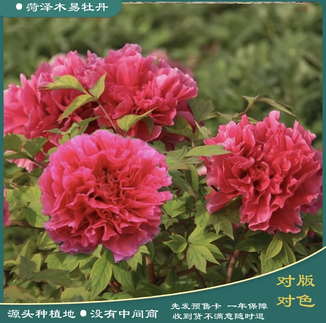 【旌旗红】八年大苗 正宗千层观赏牡丹花苗  先发肥料