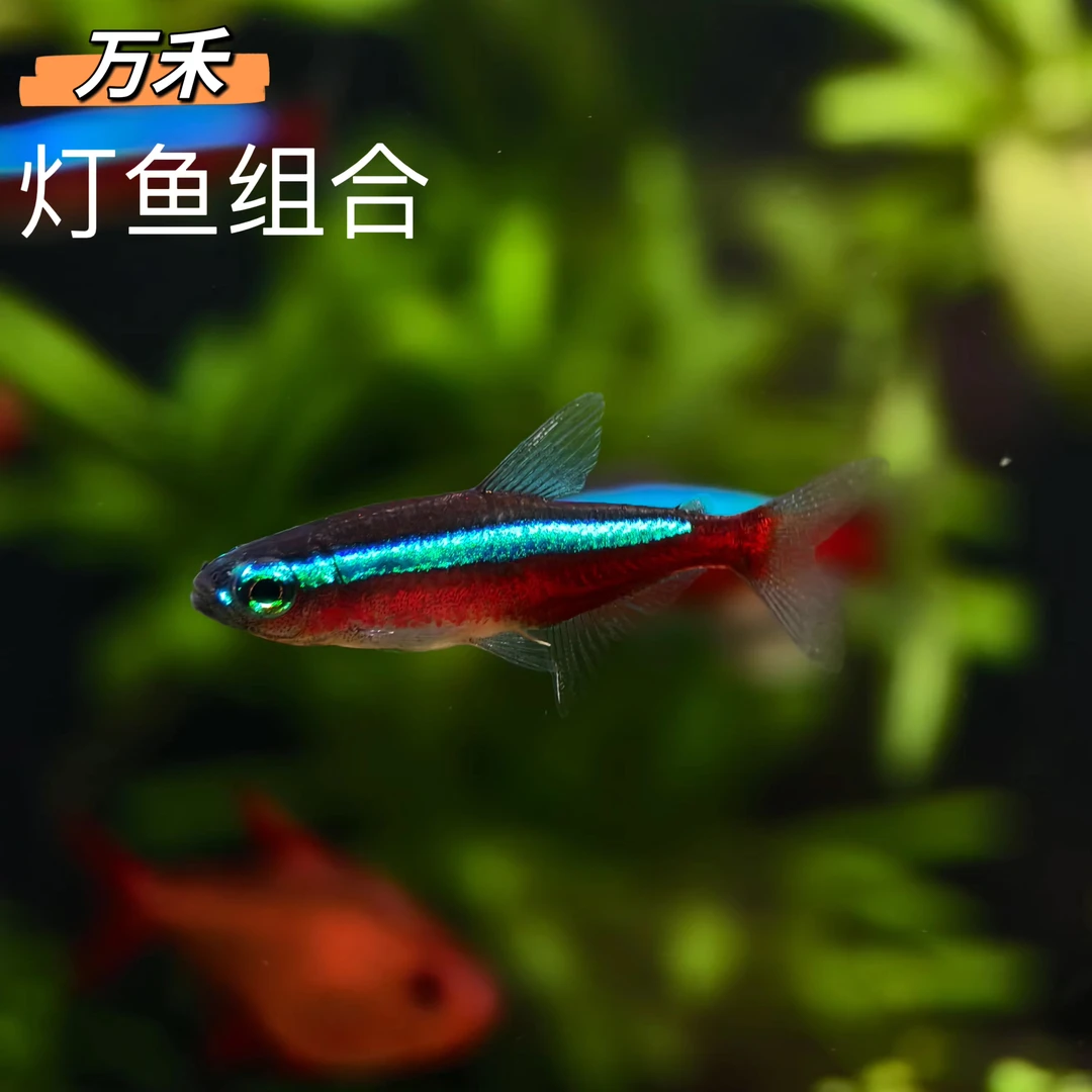 宝莲灯 皇室青魔鬼 南美砖石灯 甜心柠檬 红尾科佩伊