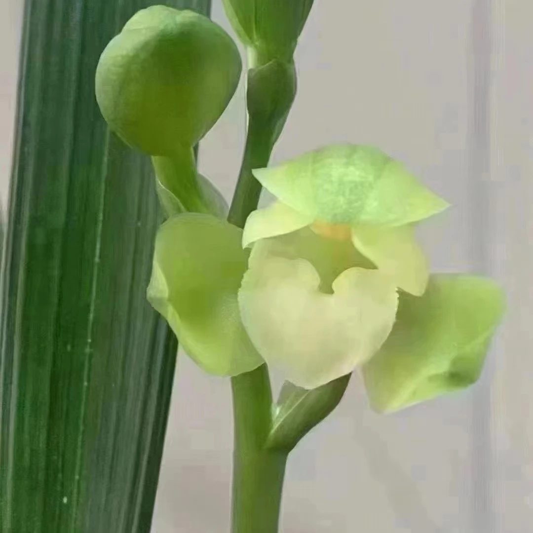 建立掌上明珠浓香兰花矮种大花壮苗兰花