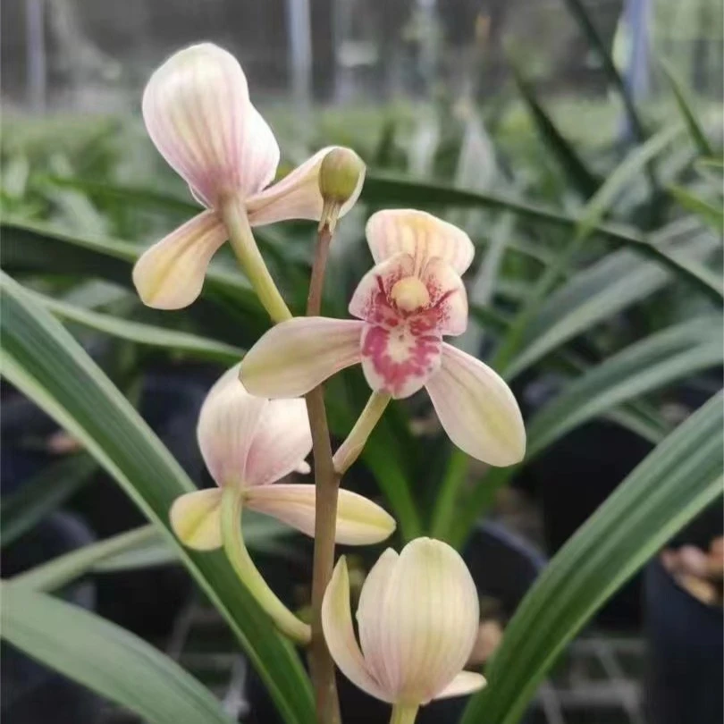 兰花（带花）建兰老八种之一君荷带花老品种浓香带花马上开花对版