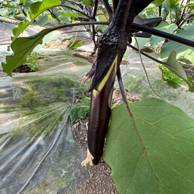 黑土地哈尔滨农家绿裤线茄子可生吃茄子