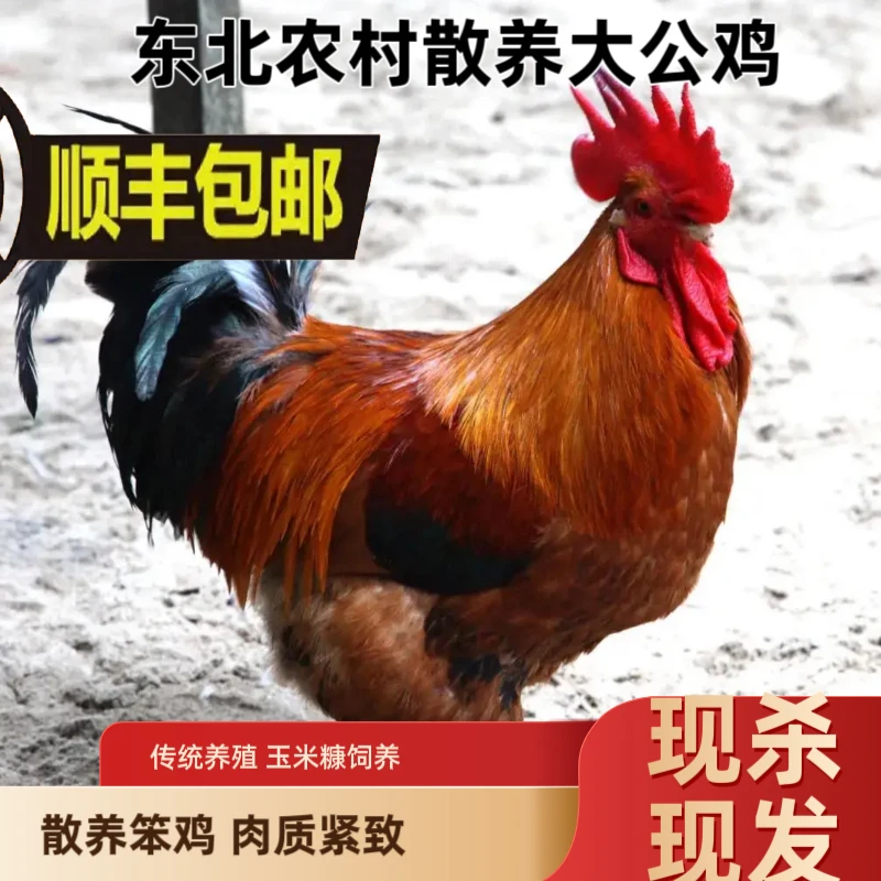 「长建专属」东北农村散养大公鸡2只共11斤带全内脏心 肝 胗
