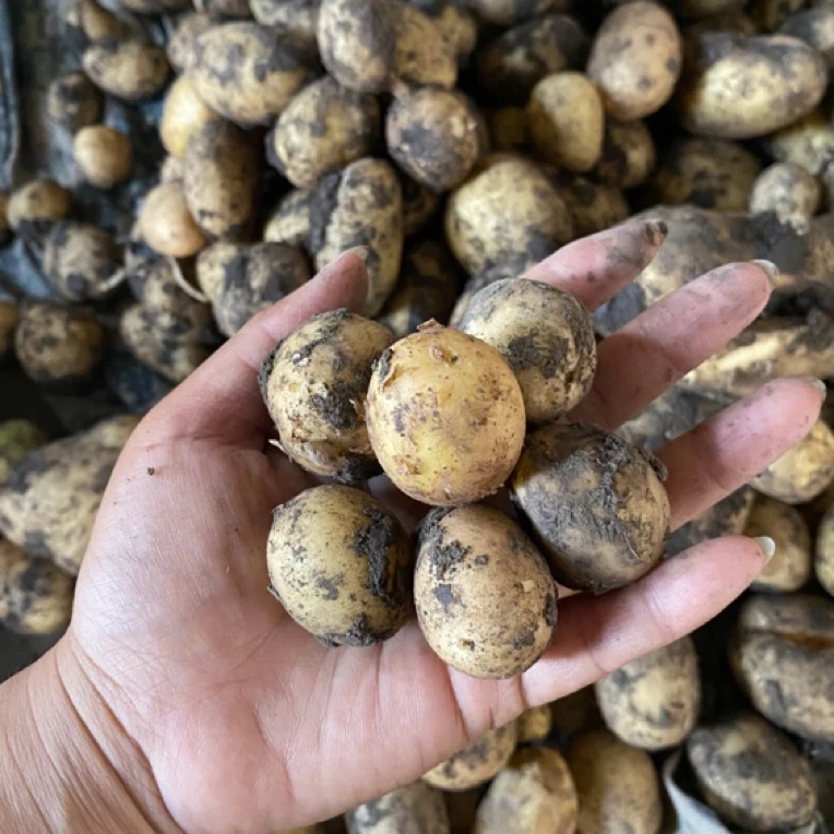 885小土豆崽蛋黄大小酱土豆用5斤