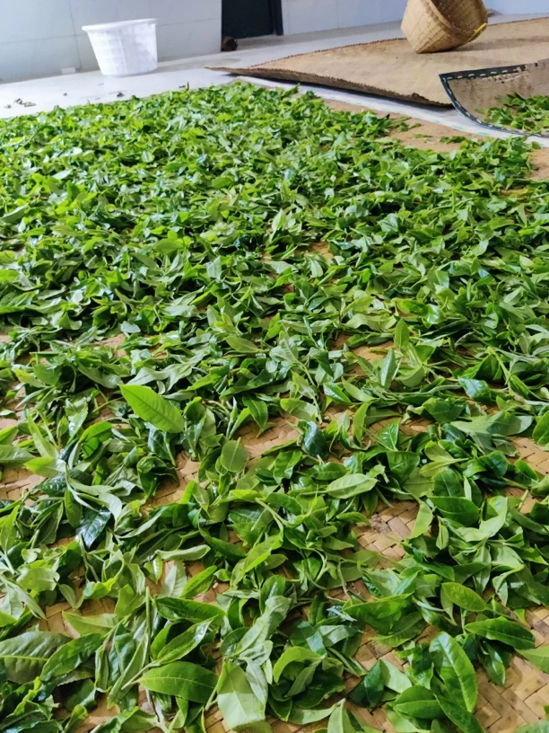 2024班章老寨春茶古树散料