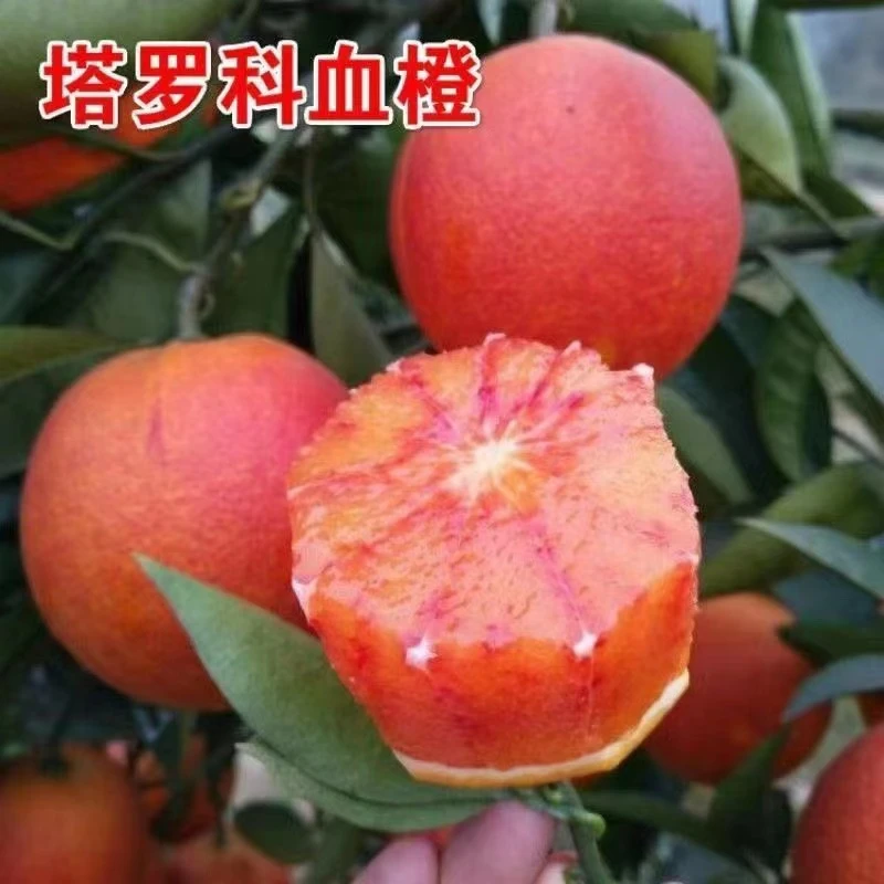 【源头直发血橙苗】赣南脐橙苗 塔罗科血橙柑橘嫁接苗 爱媛果冻橙苗