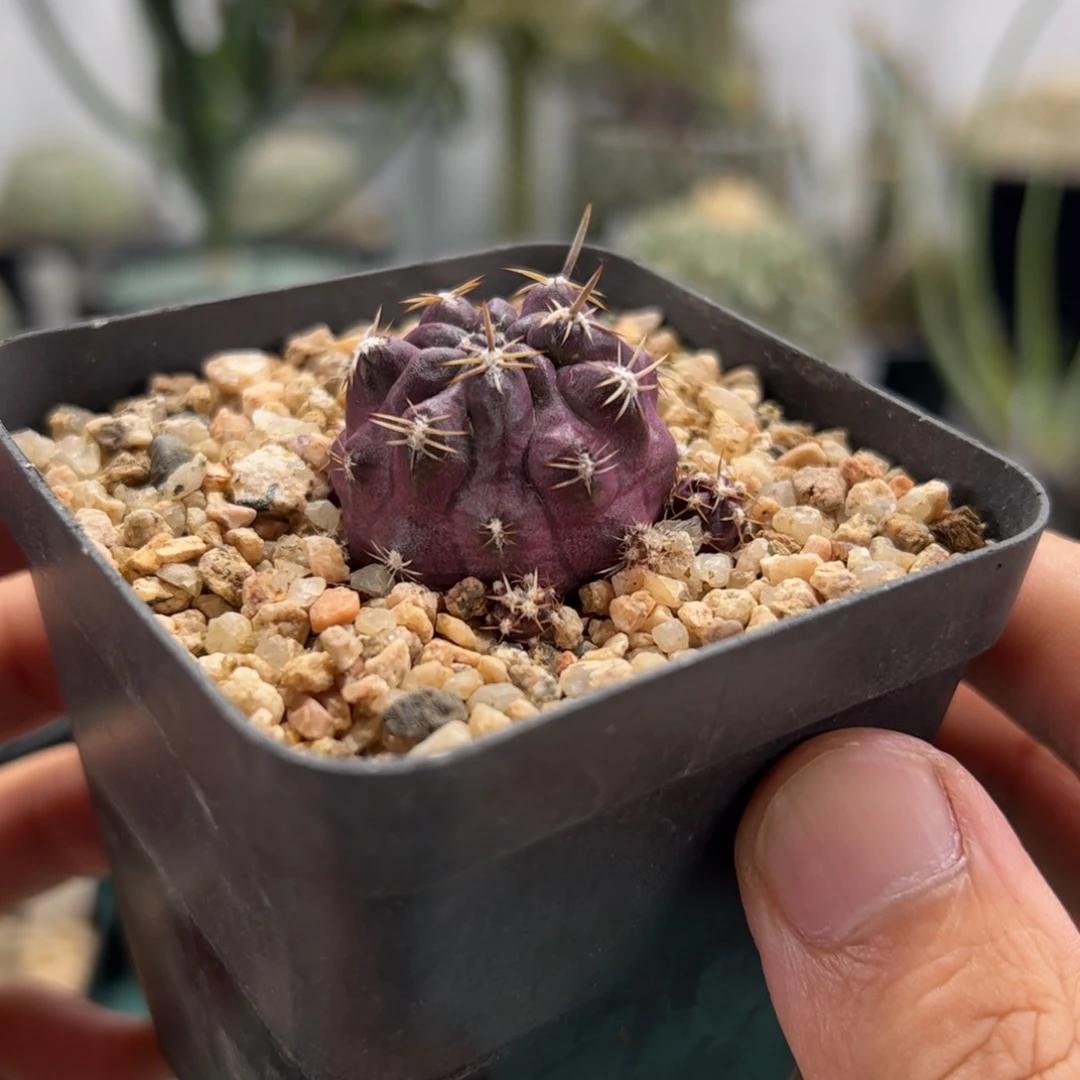 登阳丸 侧芽繁殖脱土发