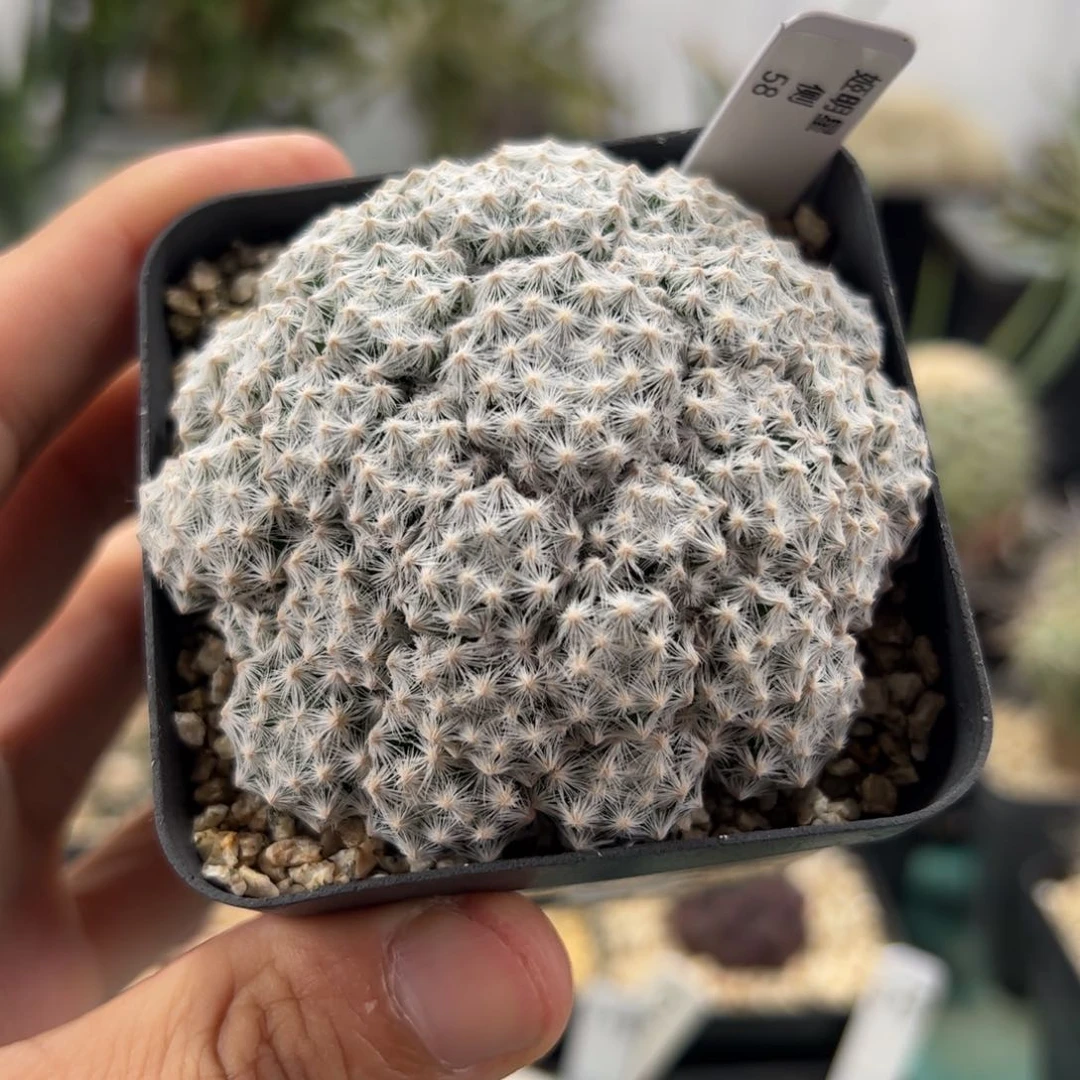 姬明星 侧芽繁殖脱土发