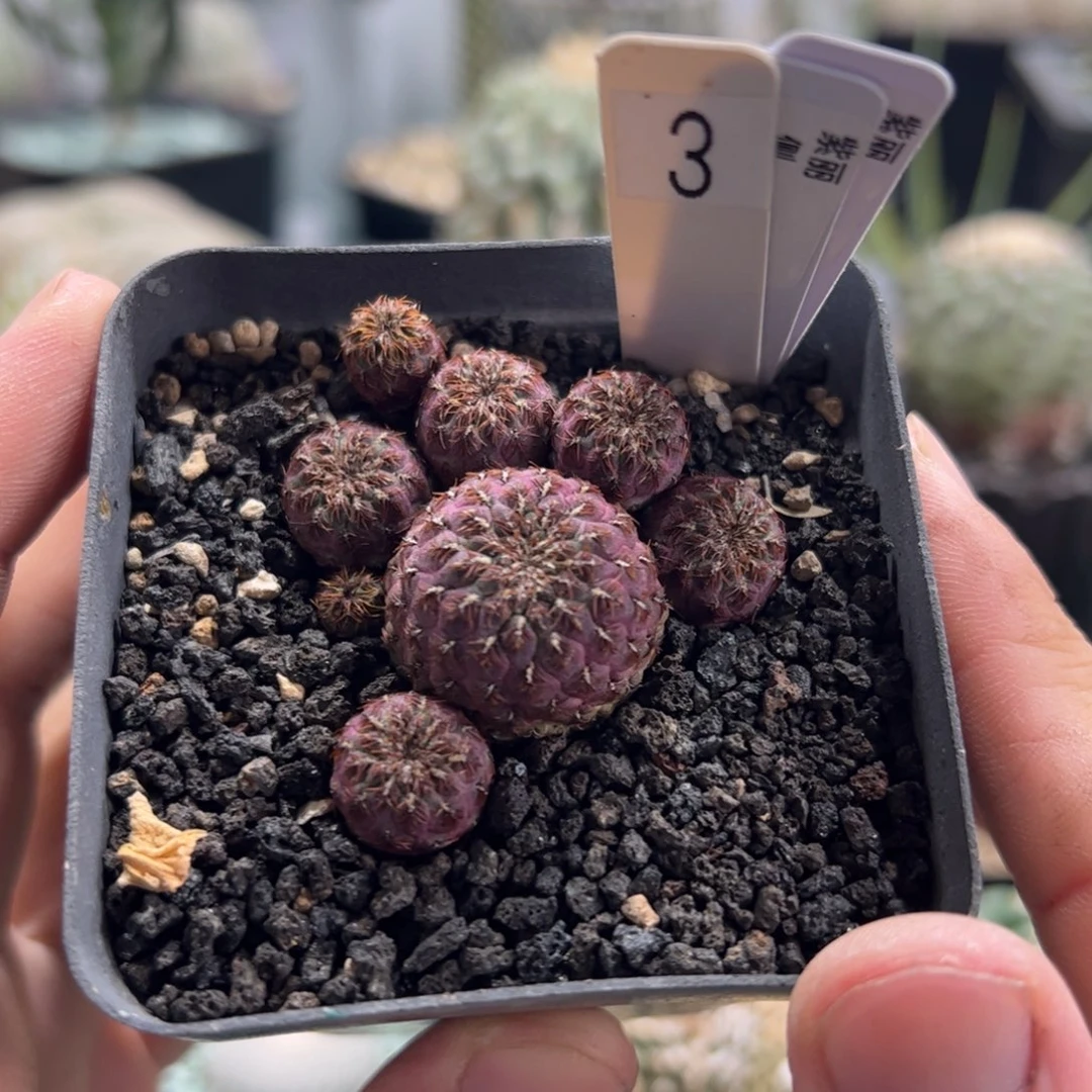 紫丽 侧芽繁殖脱土发