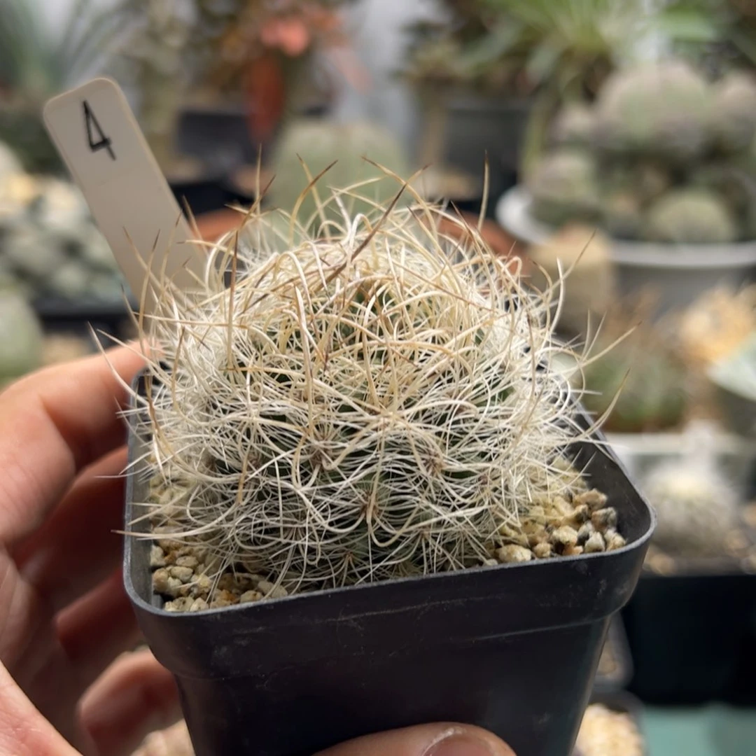 实生银翁玉 脱土发