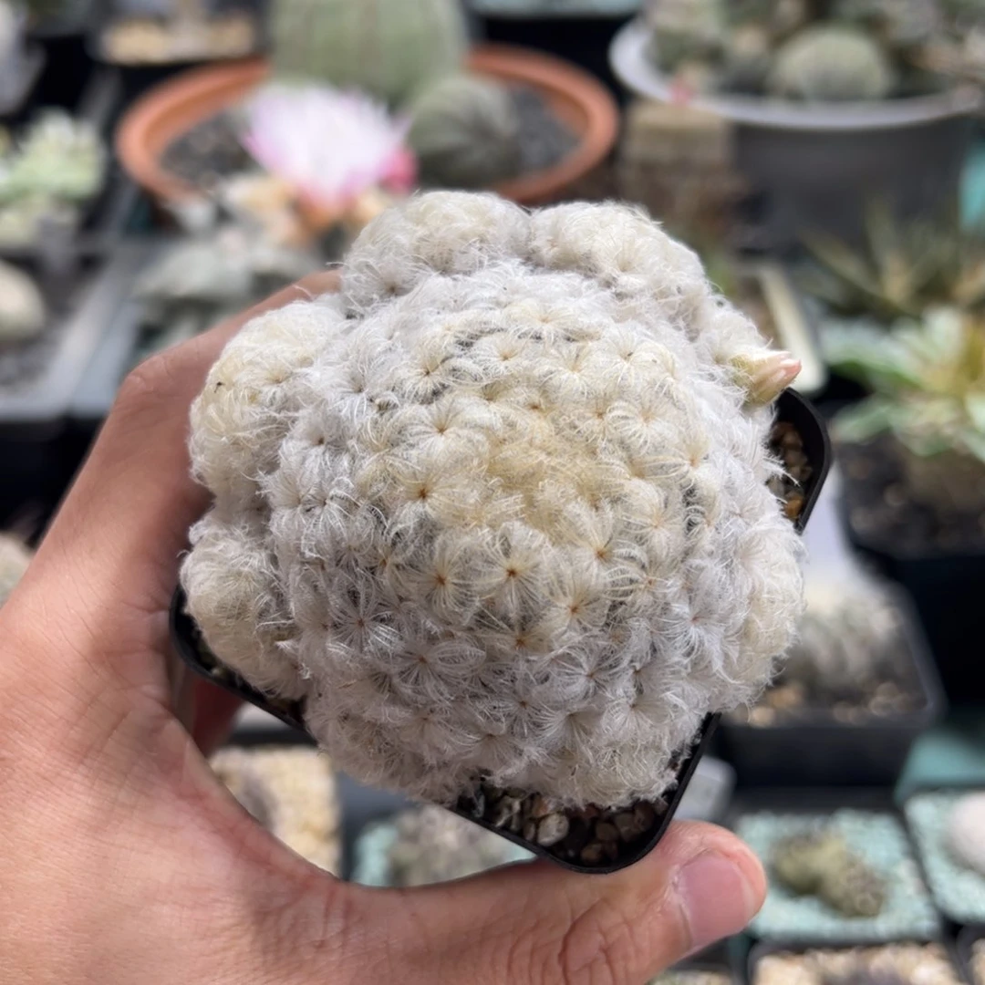 实生佛头白星 脱土发