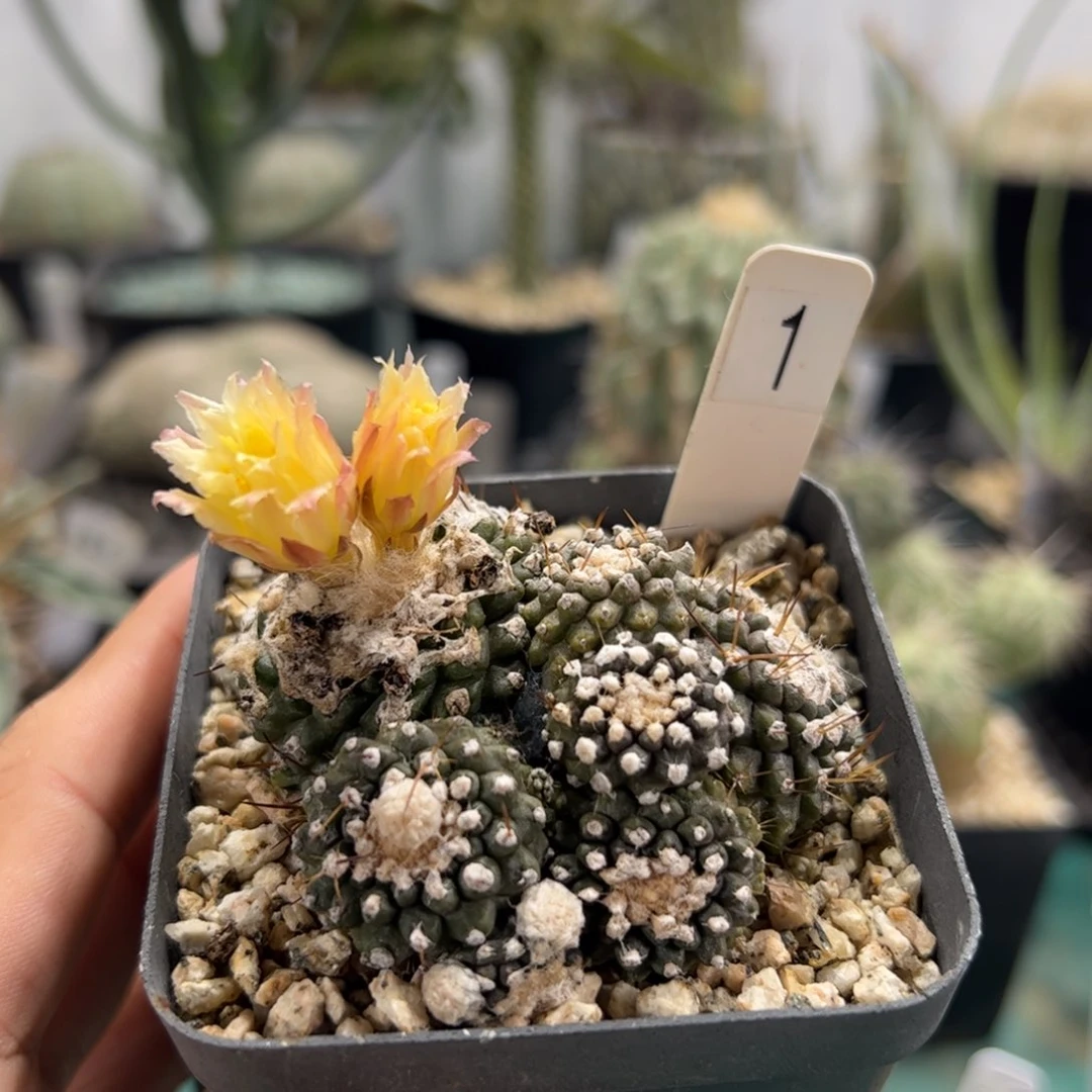 墨蝶 侧芽繁殖脱土发