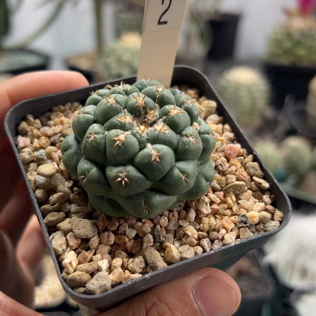 短豪刺 侧芽繁殖脱土发 4.4