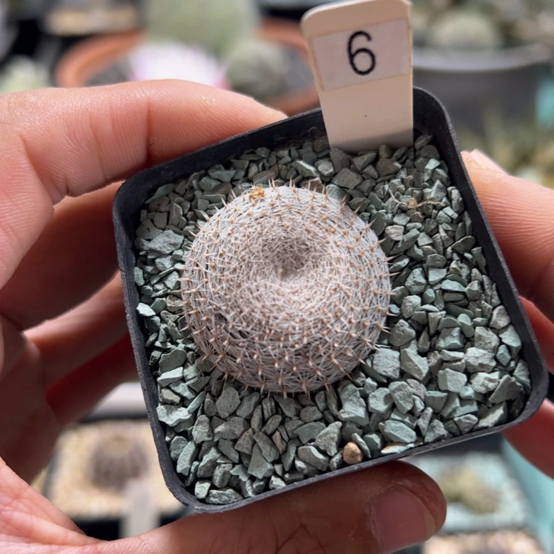 实生大福丸 脱土发