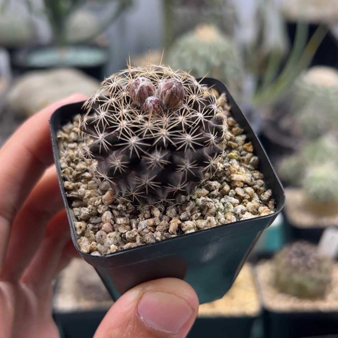 实生鱼鳞丸 脱土发 3.7