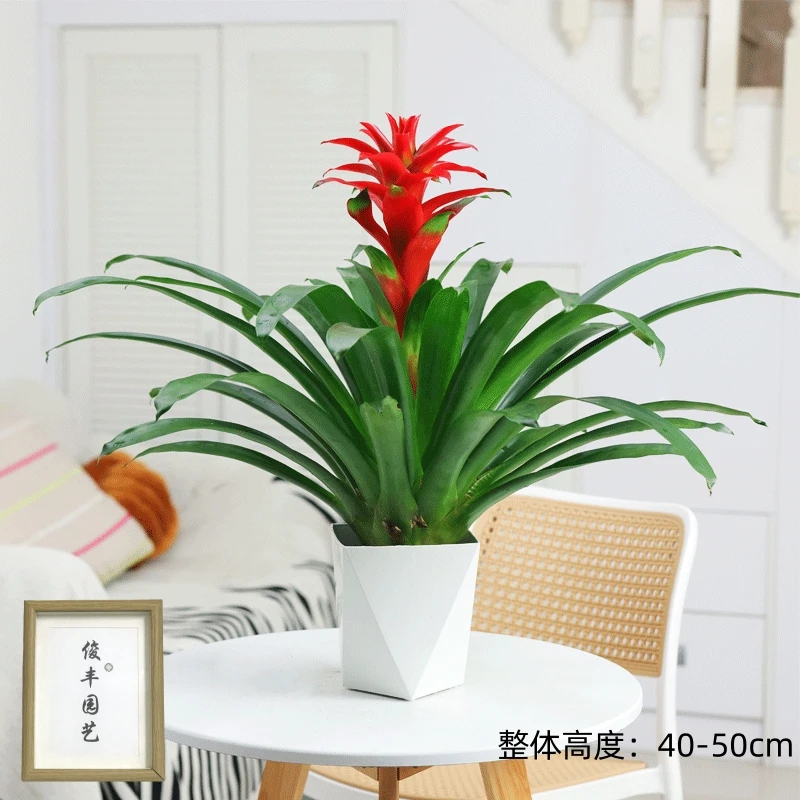 【鸿运当头】室内好养绿植盆栽凤梨花一路长虹茶几办公桌摆放