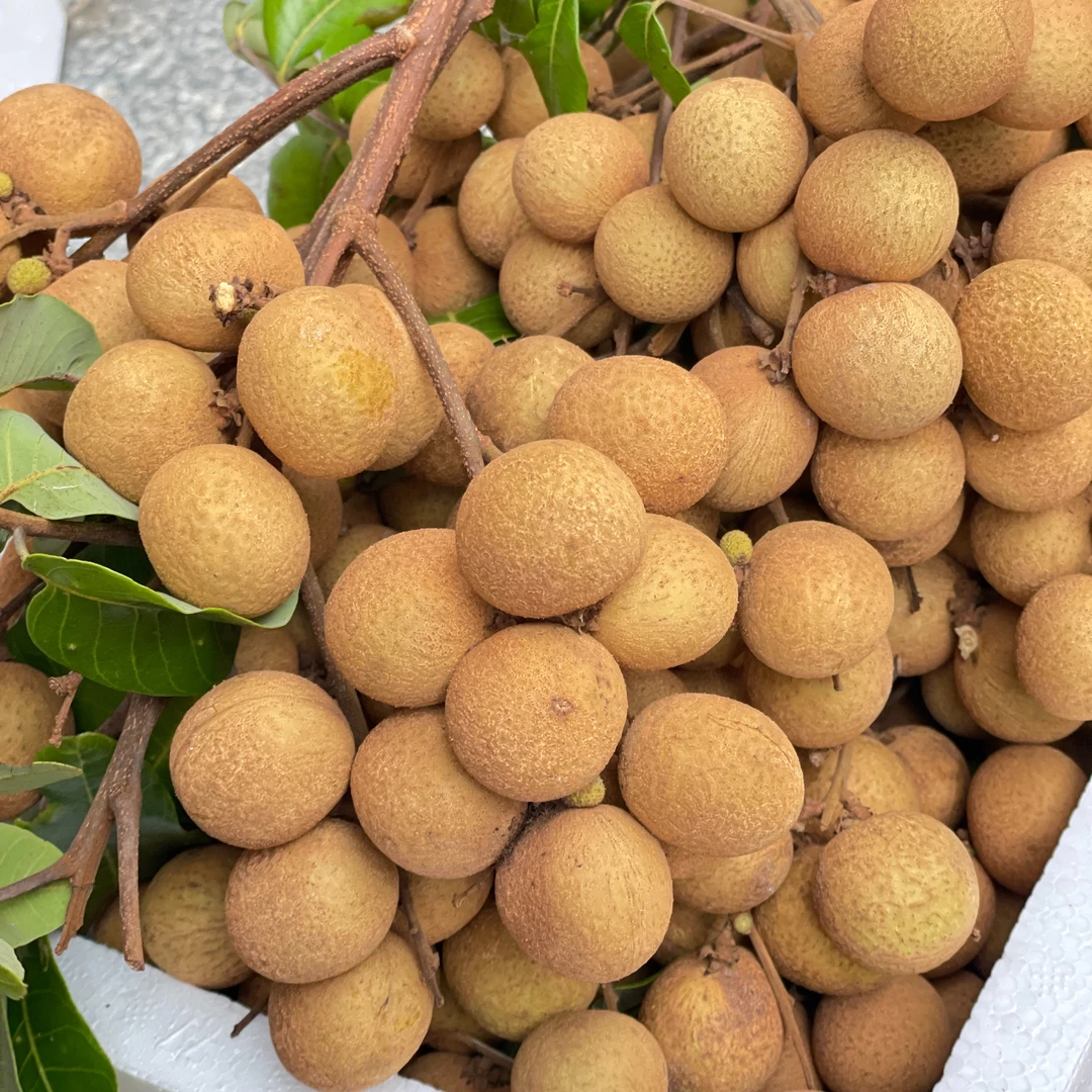 自家三农产品 龙眼现摘现寄10斤顺丰包邮