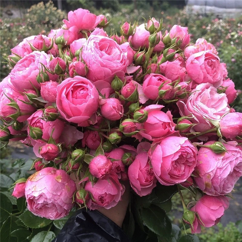 （顺丰包邮）艾拉绒球多头勤花粉色系带花苞