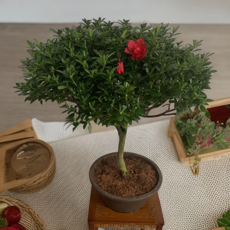 【顺丰包邮】杜鹃花盆栽带花苞四季开花好养活室内客厅阳台开花植物