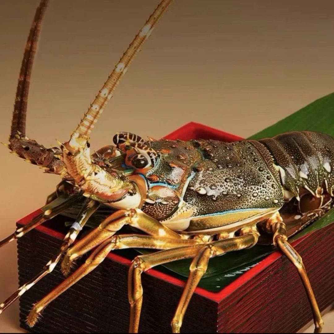 鲜品福 鲜活小青龙 单只/3两 保鲜不保活江浙沪皖以外低温冷冻发