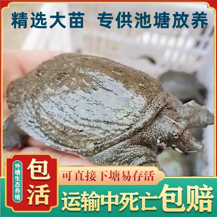 (30-50克)鲜活大甲鱼苗外塘冷水中华鳖基地直发池塘水库放养包邮