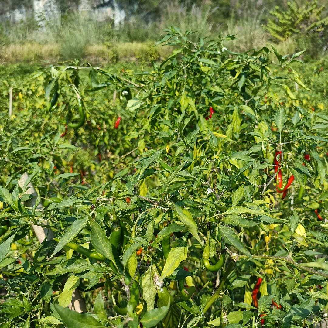 农村特产干鲜菜包