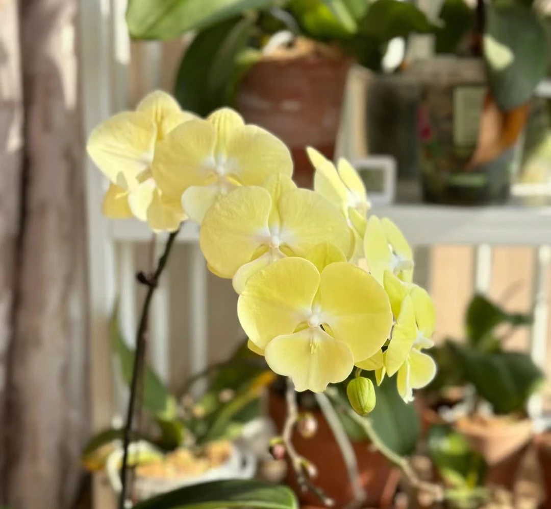 【星月 】苗子 3.5寸杯蝴蝶兰  室内高端花卉