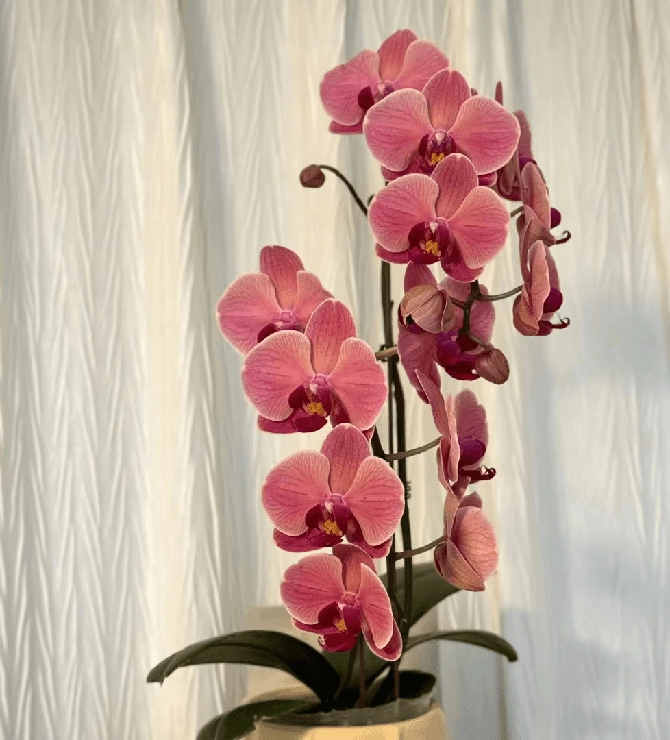 双花剑【纳博纳】3.5寸加高杯 苗