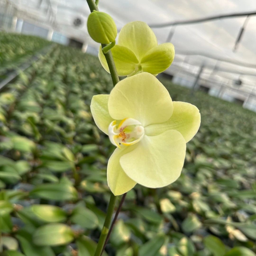 【日光浴】3.5寸加高杯蝴蝶兰出梗苗 室内高端花卉