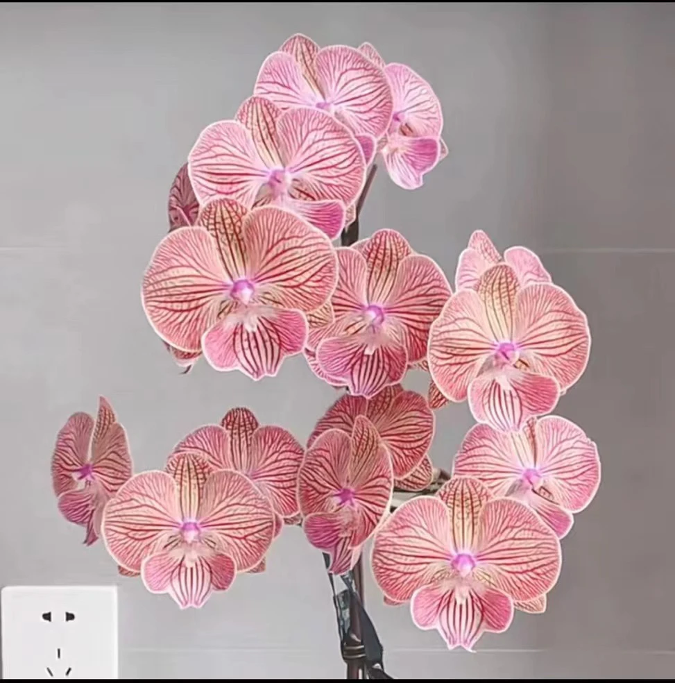 【天王星】3.5寸加高杯蝴蝶兰  带花剑